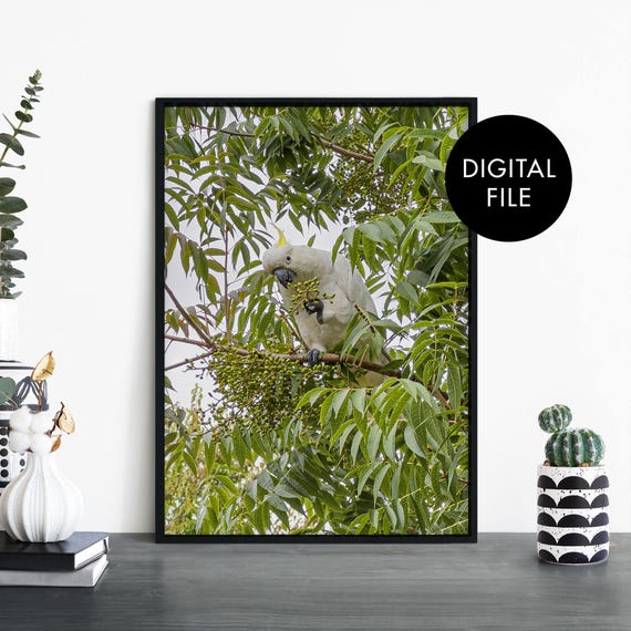 Cockatoo In A Tree Photographic Print Wall Art At Home File