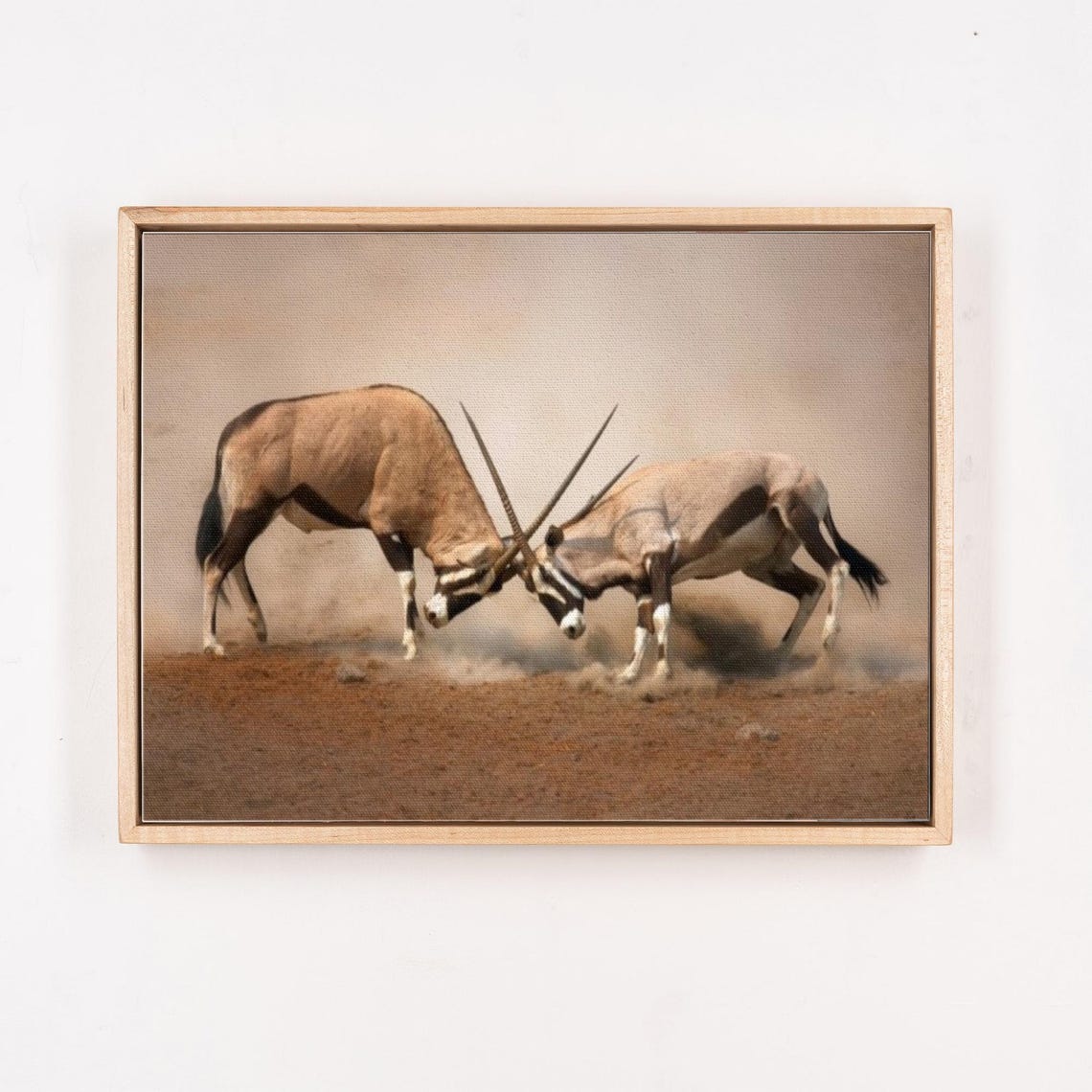 Two Oryx Antelopes Locking Horns African Desert Battle Poster - Image 4