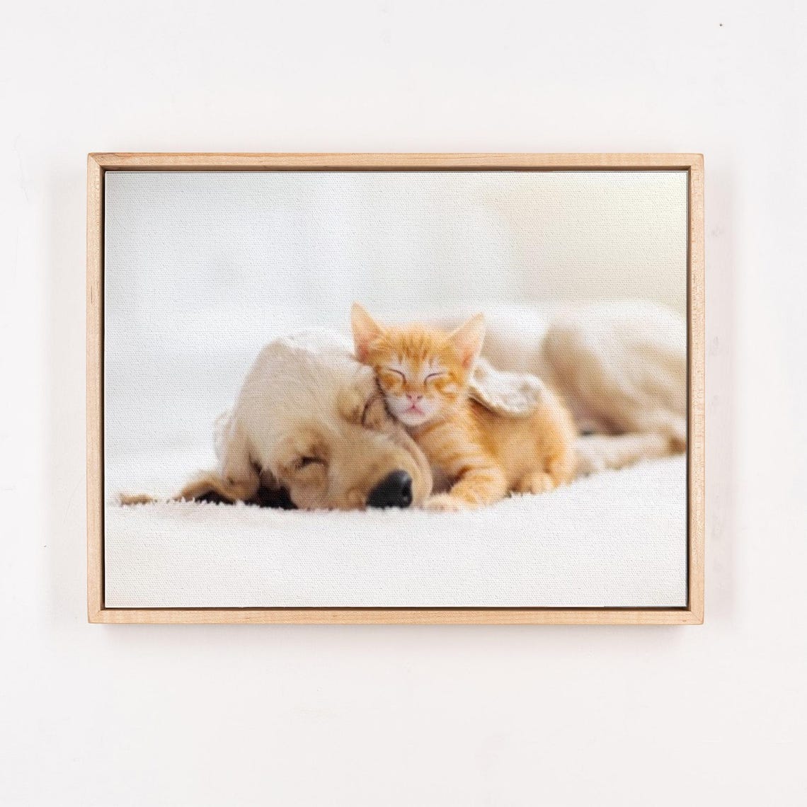 Golden Retriever Puppy Napping Beside a Tiny Ginger Kitten Poster - Image 4