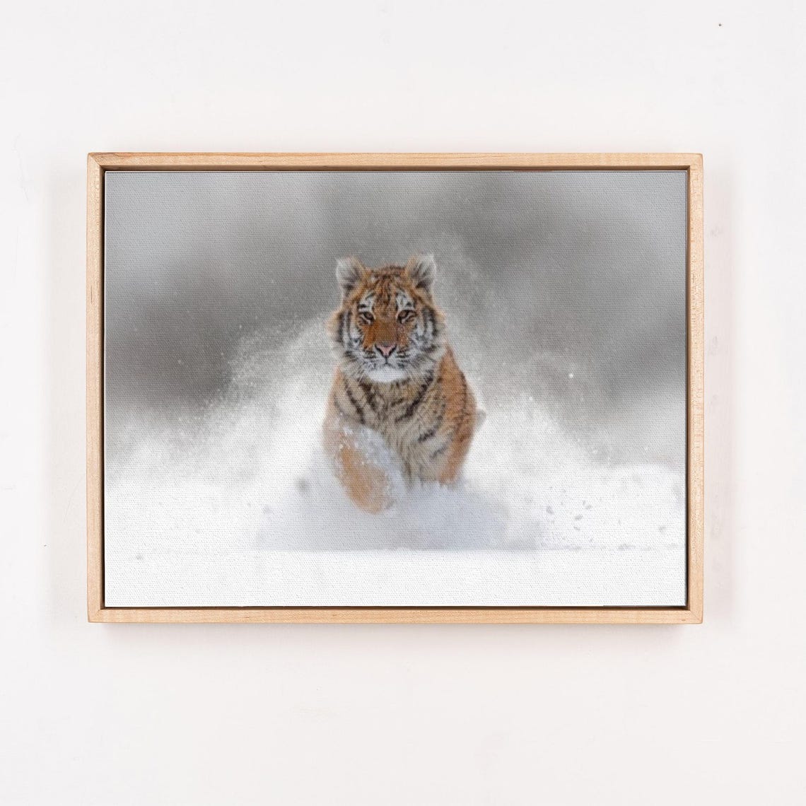 Playful Tiger Cub Running Through Deep Fresh White Snow Poster - Image 4