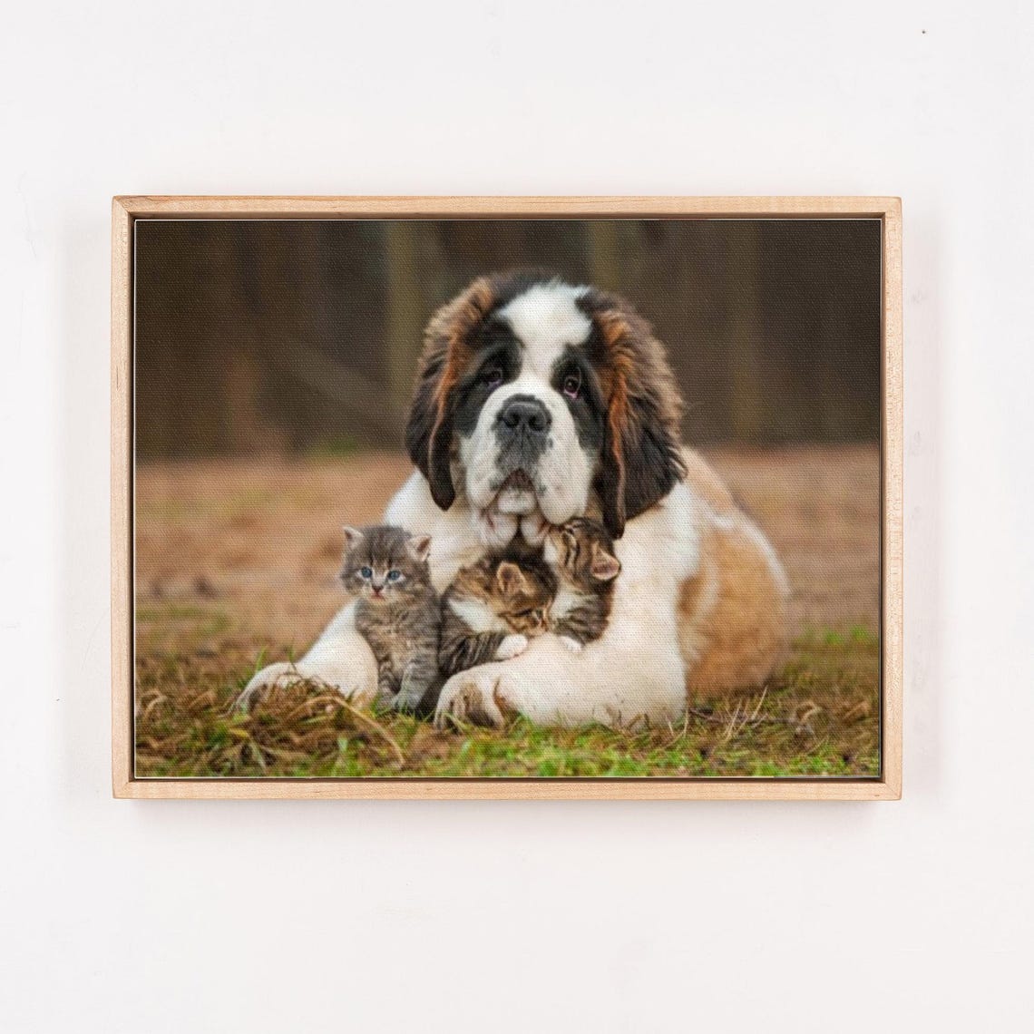 Saint Bernard Dog With Two Tiny Kittens Outdoor Photography Poster - Image 4