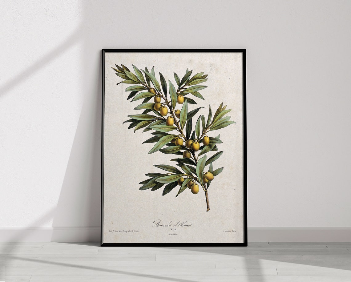 Olive Branch Botanical Plate with Yellow Olives Vintage Poster - Image 4