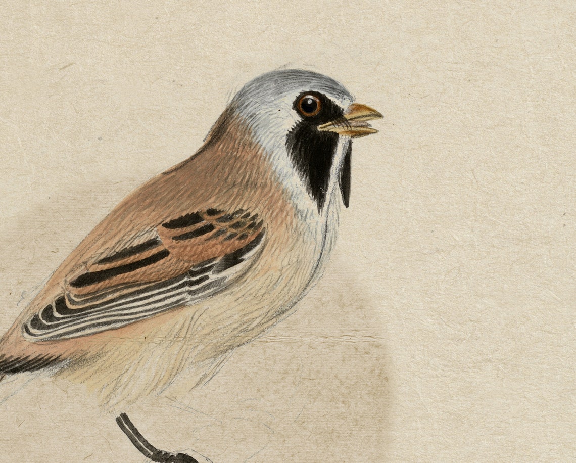 Penduline Tit Songbird Watercolor Study on Cream Paper Poster - Image 2