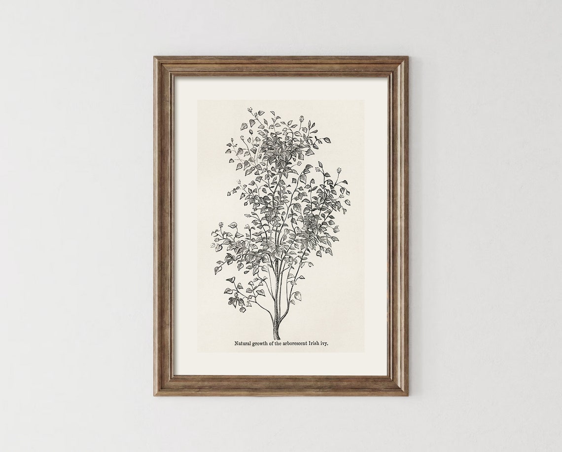 Vintage Botanical Irish Ivy Sketch Natural Growth Study Art Poster - Image 4