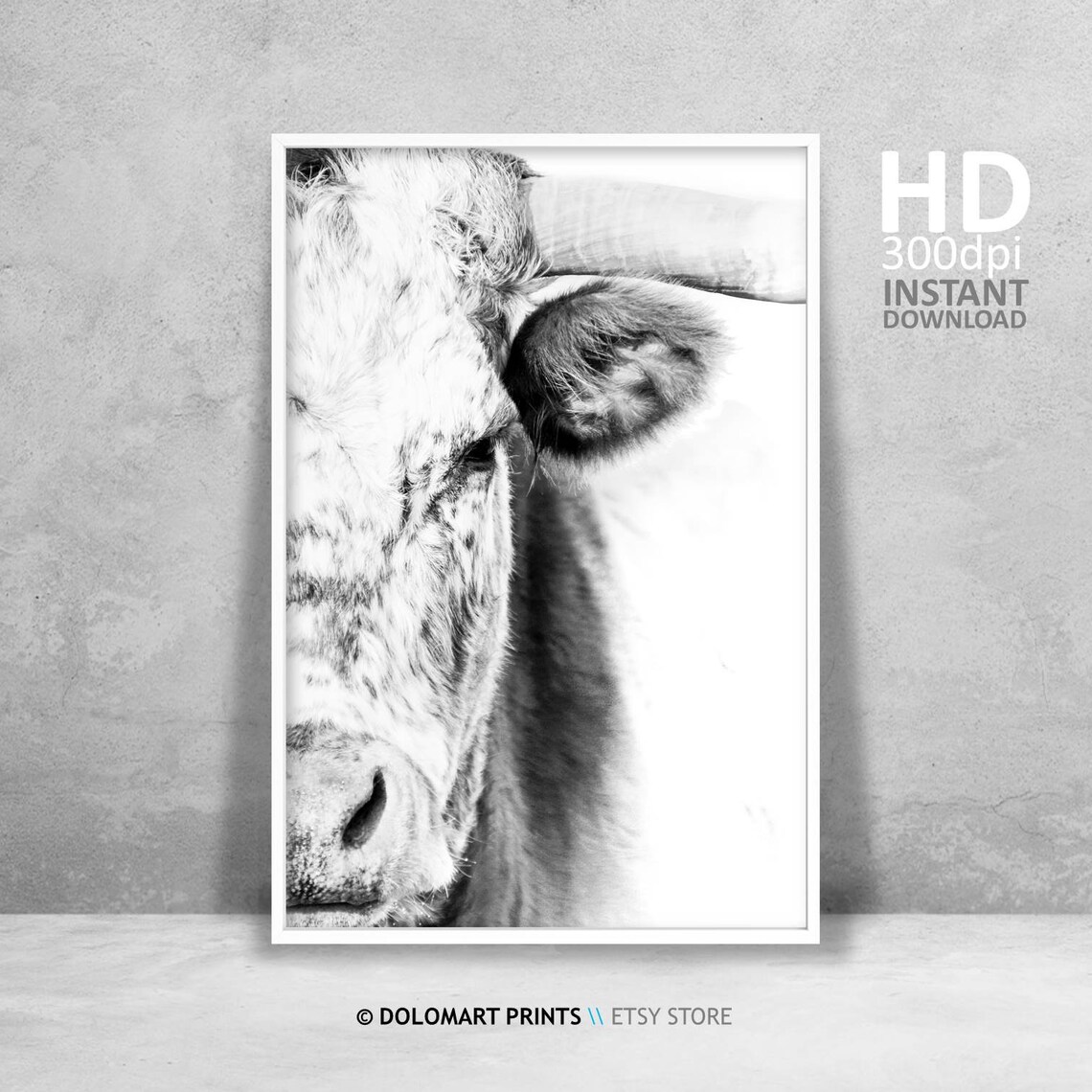 Cow and Bull Farmhouse Animal Photography Art Print