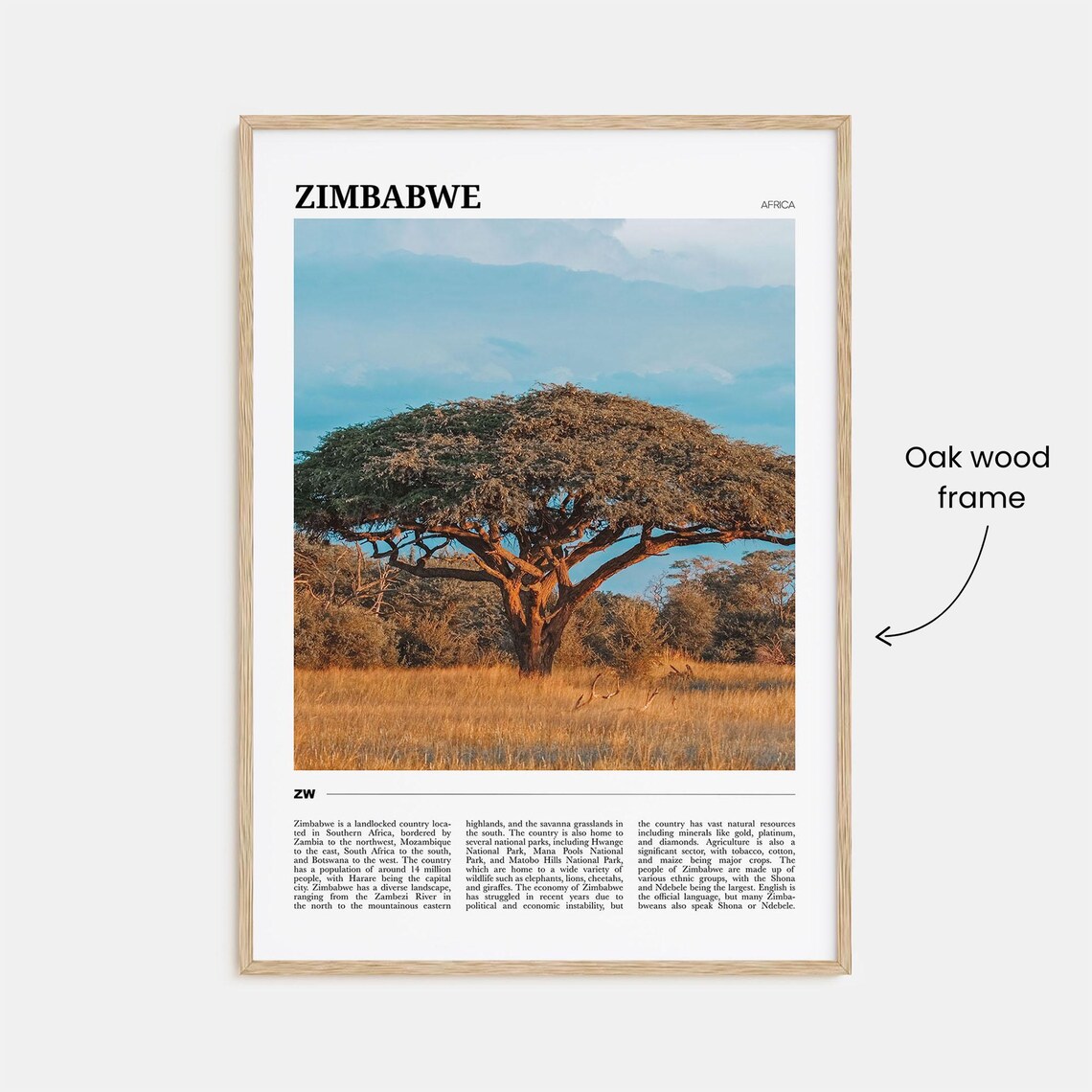 Zimbabwe Africa Savanna Acacia Tree Golden Grass Photo Poster - Image 3
