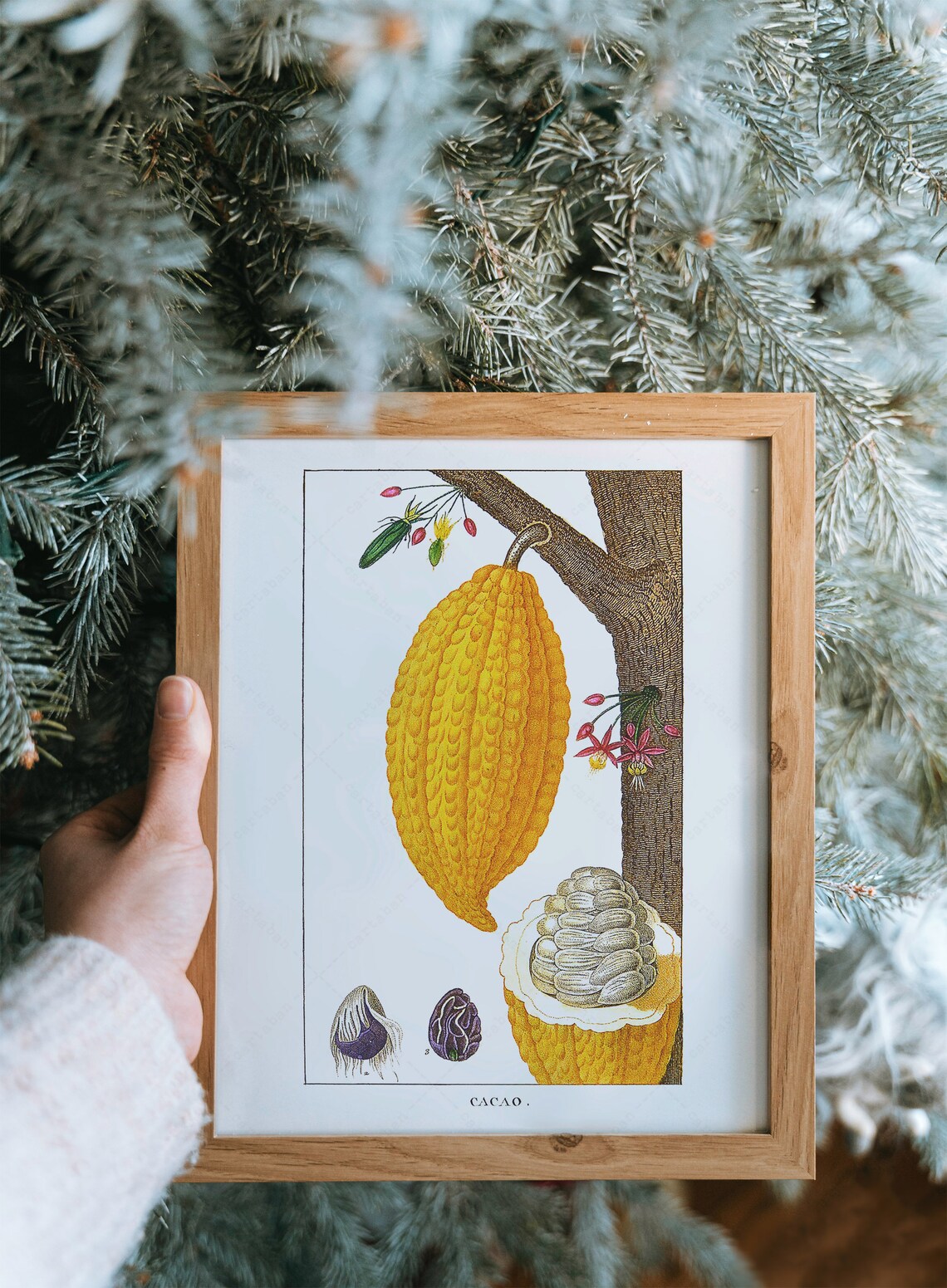 Theobroma Cacao Botanical Plate, Kitchen Art Print - Image 4