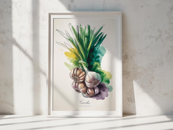 Garlic Allium Sativum Botanical Watercolor Kitchen Wall Print