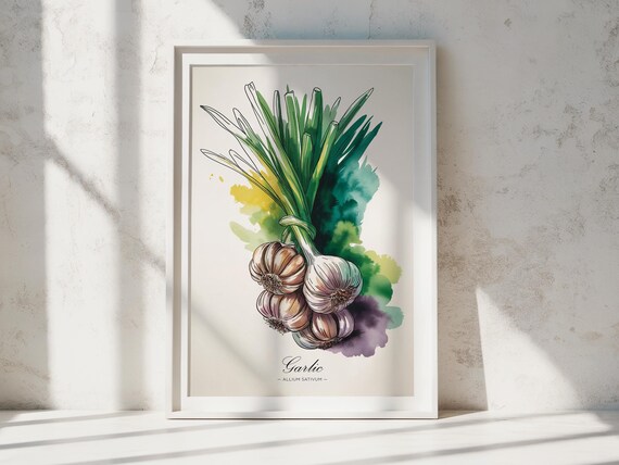 Garlic Watercolor Print Botanical Kitchen Wall Art
