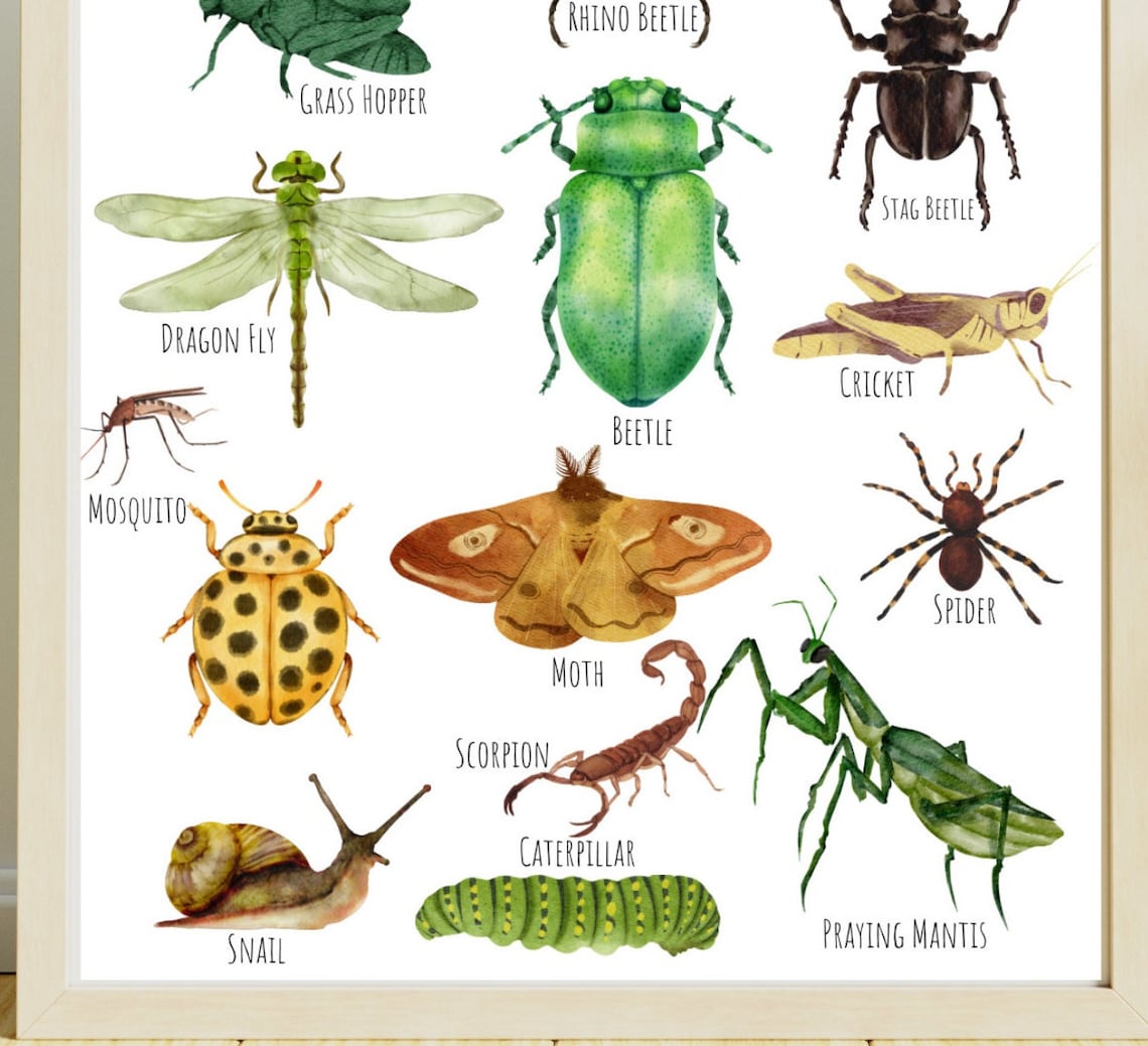 Insects Bugs Art Print, Unique Insect Study - Image 2