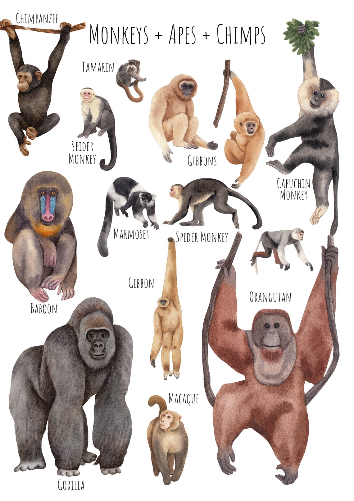 Watercolor Monkeys Apes and Chimps Species Chart Kids Room Art Poster - Image 4