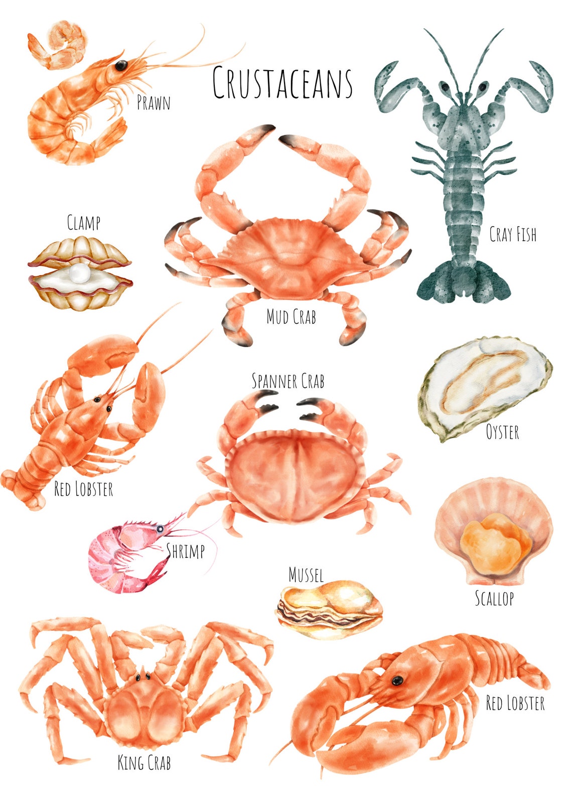 Watercolor Crustaceans Chart Crab Lobster Shrimp Oyster Art Poster - Image 5