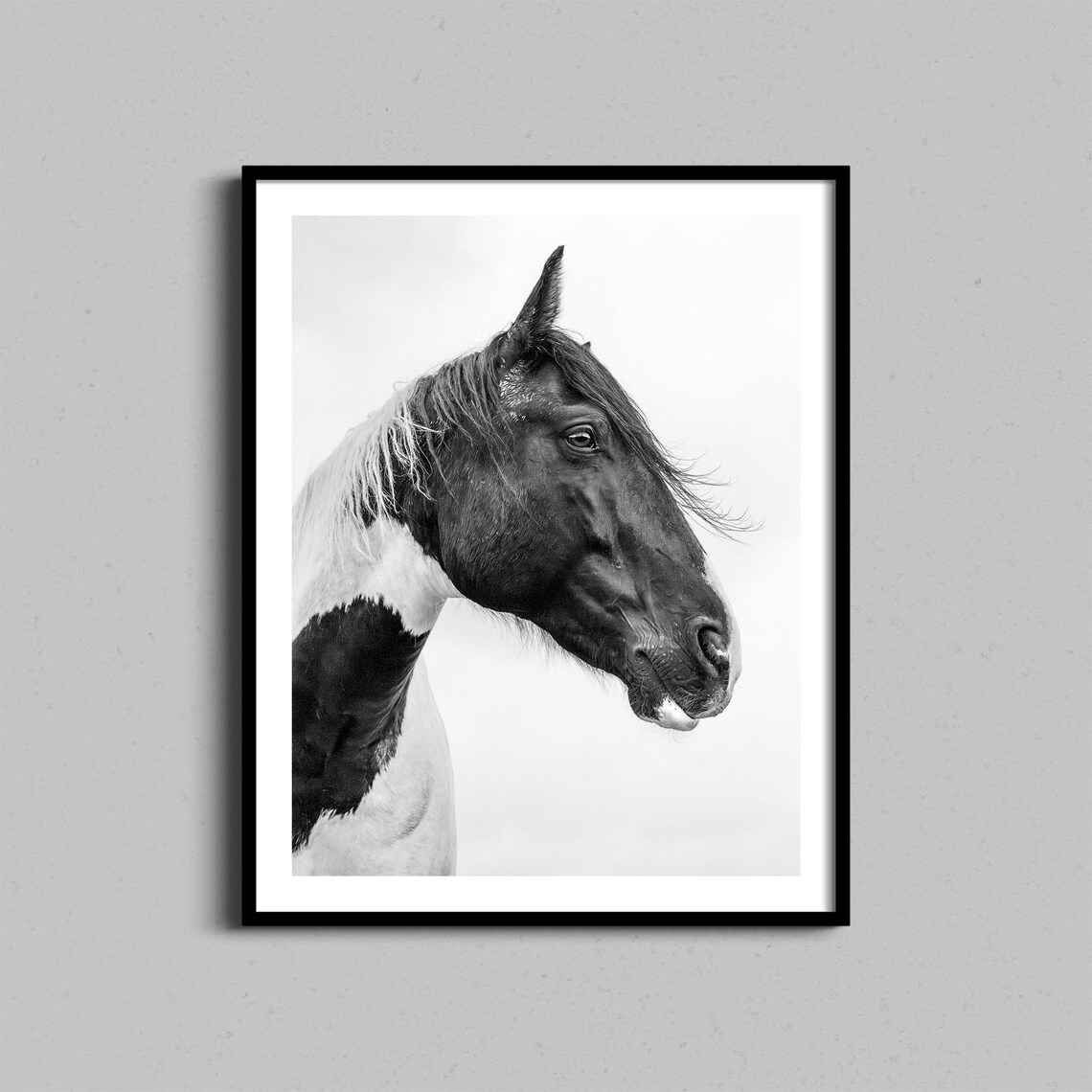 Black and White Pinto Horse Portrait Dramatic Profile Fine Art Print