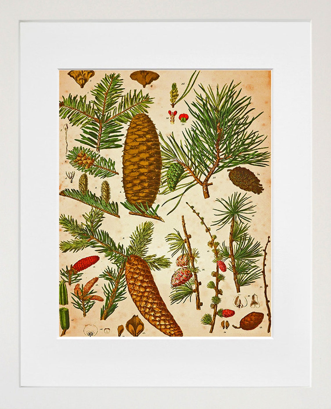 Antique Pine Cone Conifer Botanical Study Vintage Nature Wall Poster