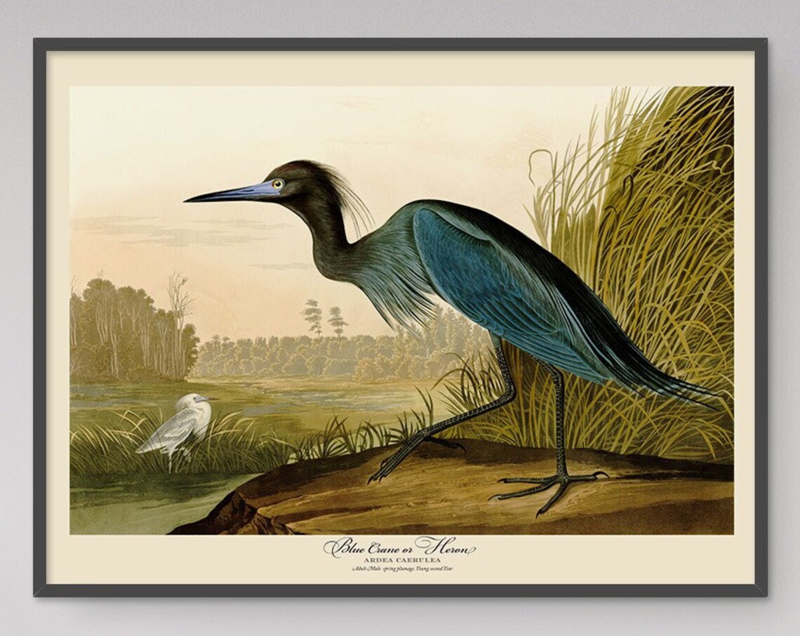 John Audubon Blue Crane Heron Vintage Travel Poster - Image 6