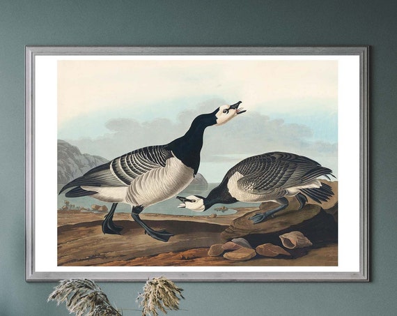 Barnacle Goose Vintage Art Print Birds Of America Decor Heron Illustration Tropical Bird Watcher Gift