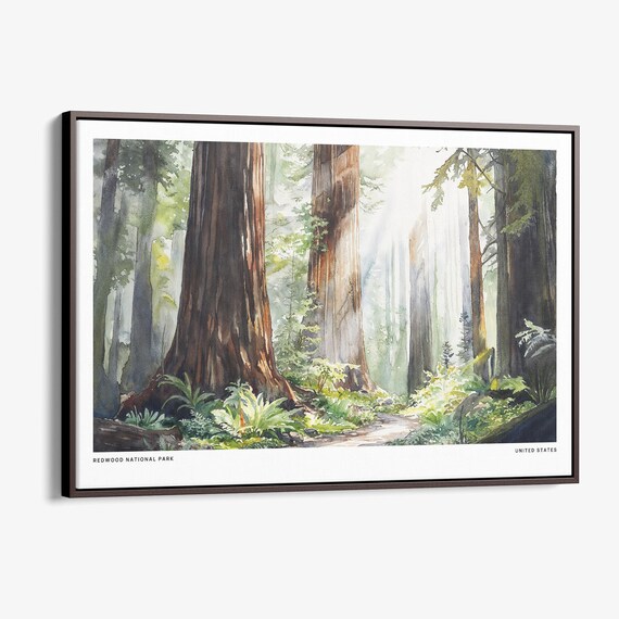 Redwood National Park Towering Ancient Forest Watercolor Poster