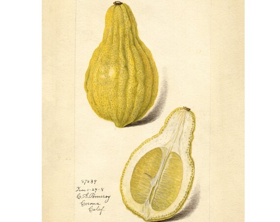 Pomological Watercolor Collection Lemon C 1886 1916 Giclee Fine Art Print Framedunframedcanvas