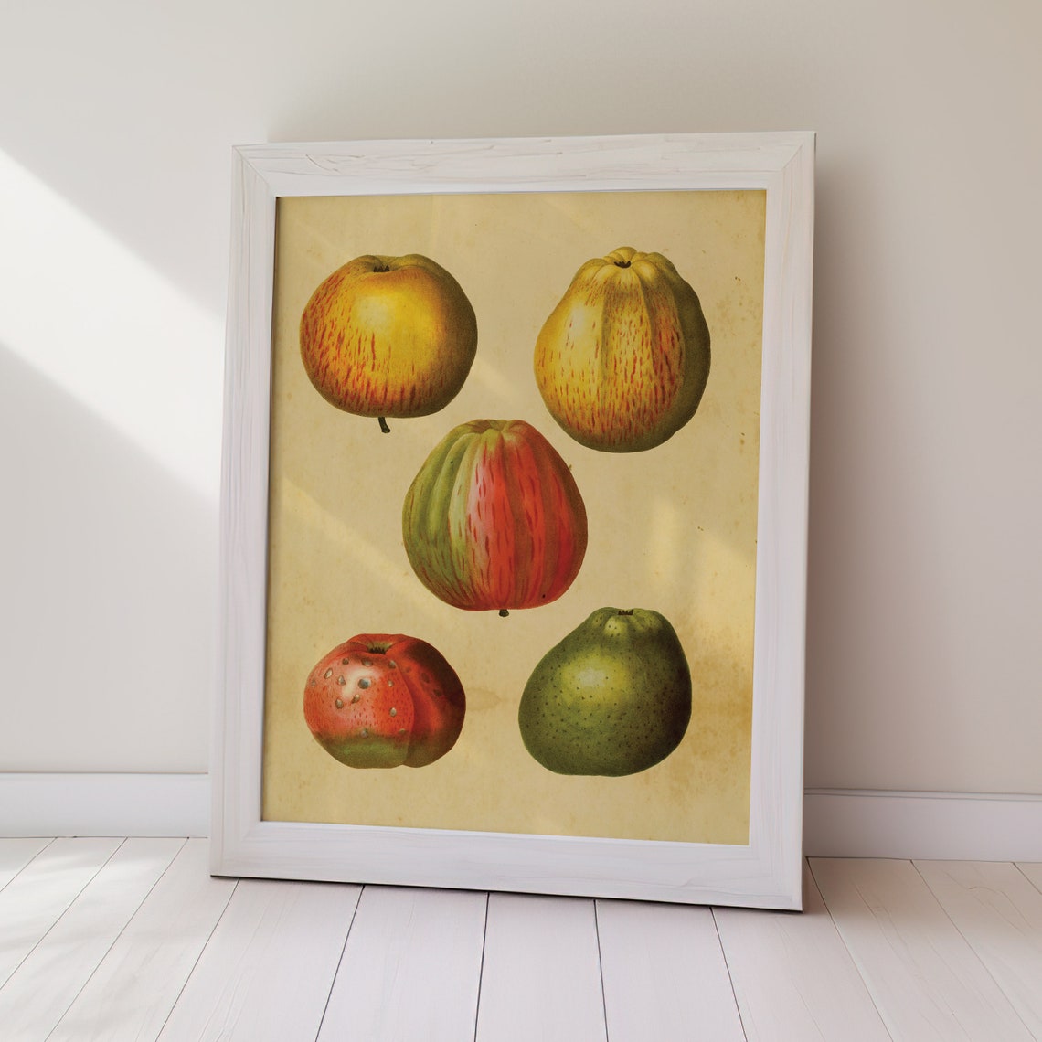 Five Vintage Botanical Apples and Pears Fruit Study Wall Poster - Image 2