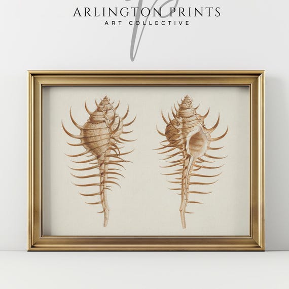 Neutral Beige Coastal Shells Wall Art Vintage Seashells Sketch Drawing Boho Beach Art Beachy Home Decor Coastal Nursery Prints