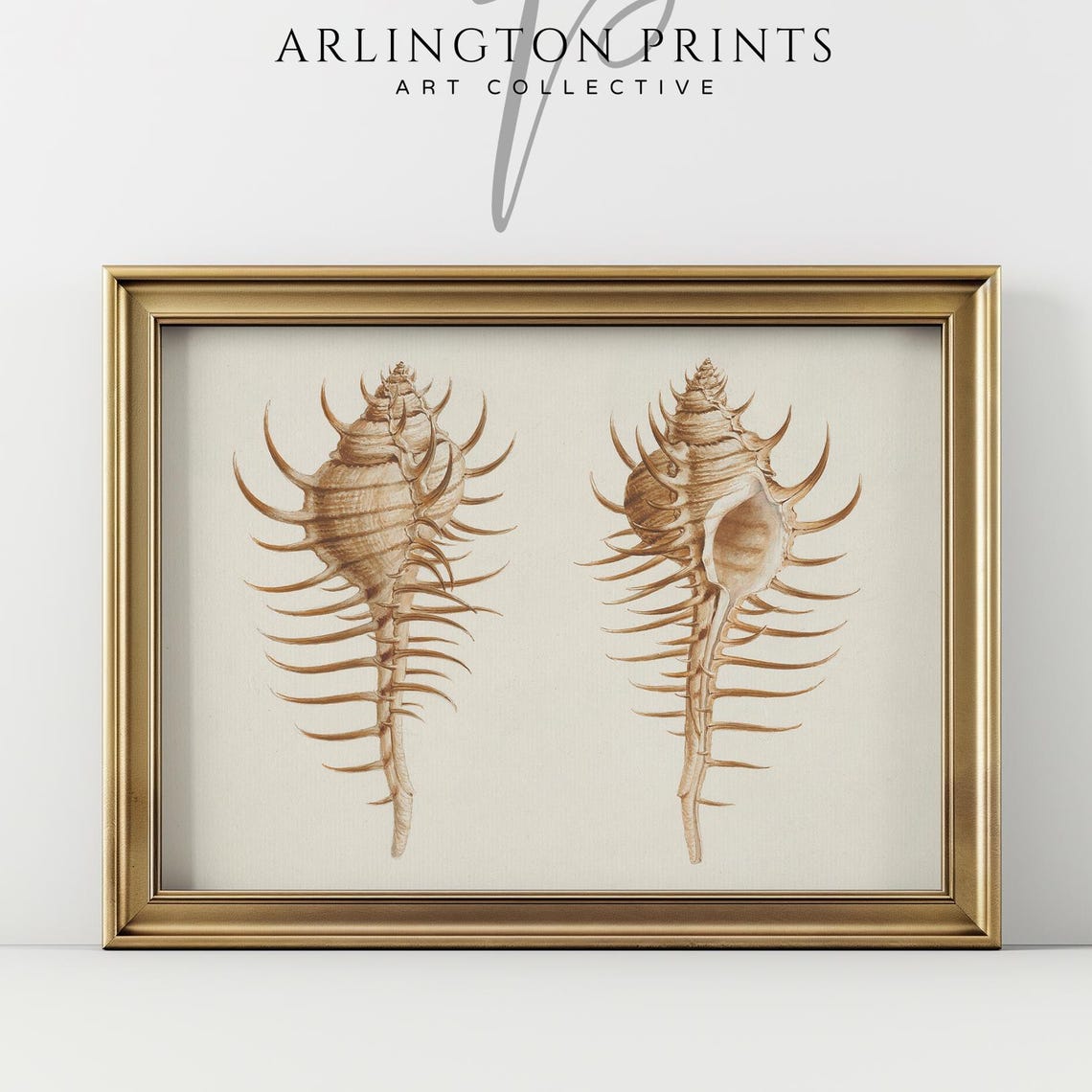 Pair of Spiny Murex Seashells Antique Shell Natural History Print