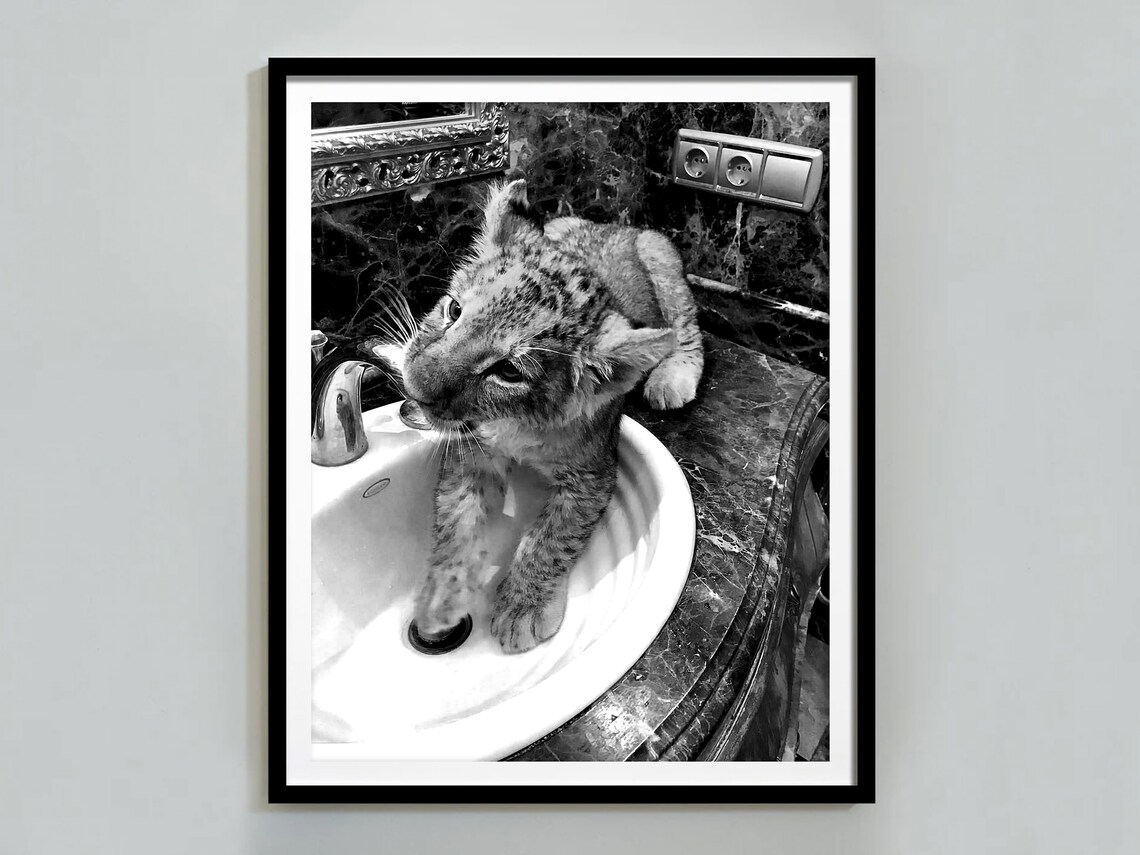 Lion Cub In Bathroom Sink Funny Black And White Animal Poster