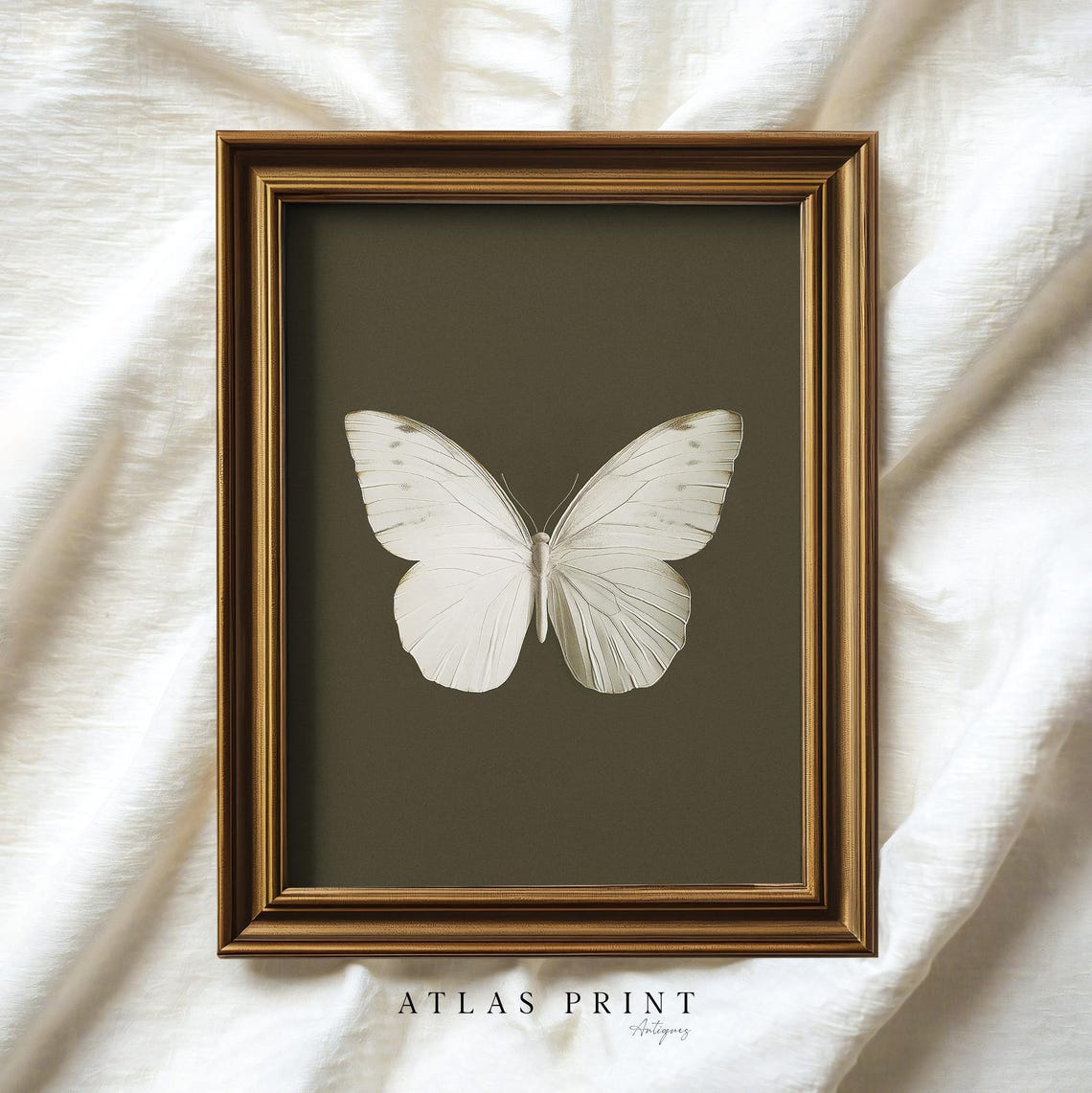 White Butterfly On Dark Background Vintage Specimen Study Poster - Image 3