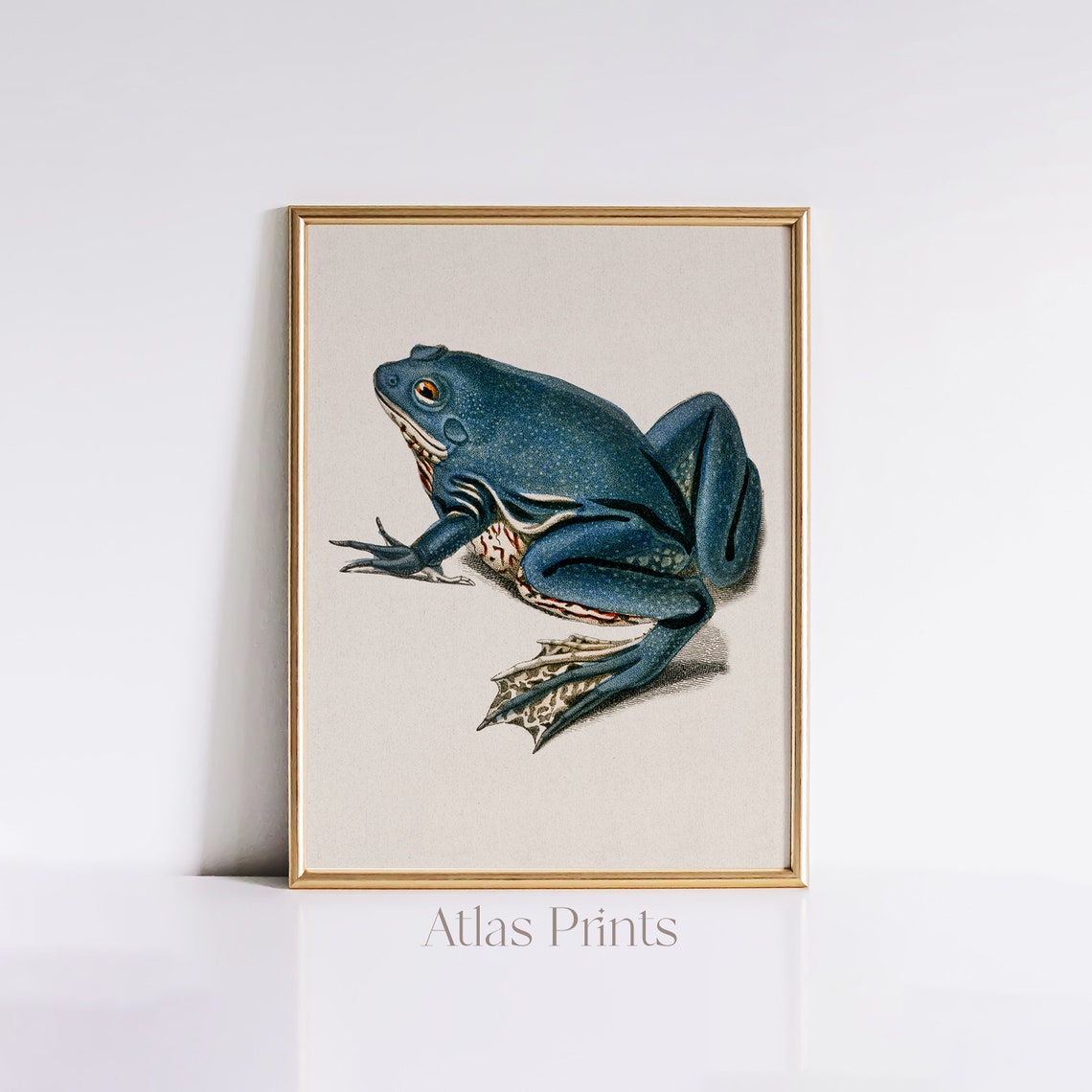 Vintage Blue Frog Natural History Illustration Antique Animal Poster
