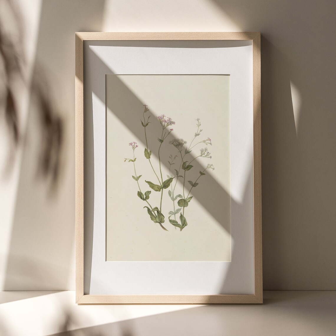 Vintage Wildflower Botanical Study Pink Blossoms On Cream Paper Poster - Image 4