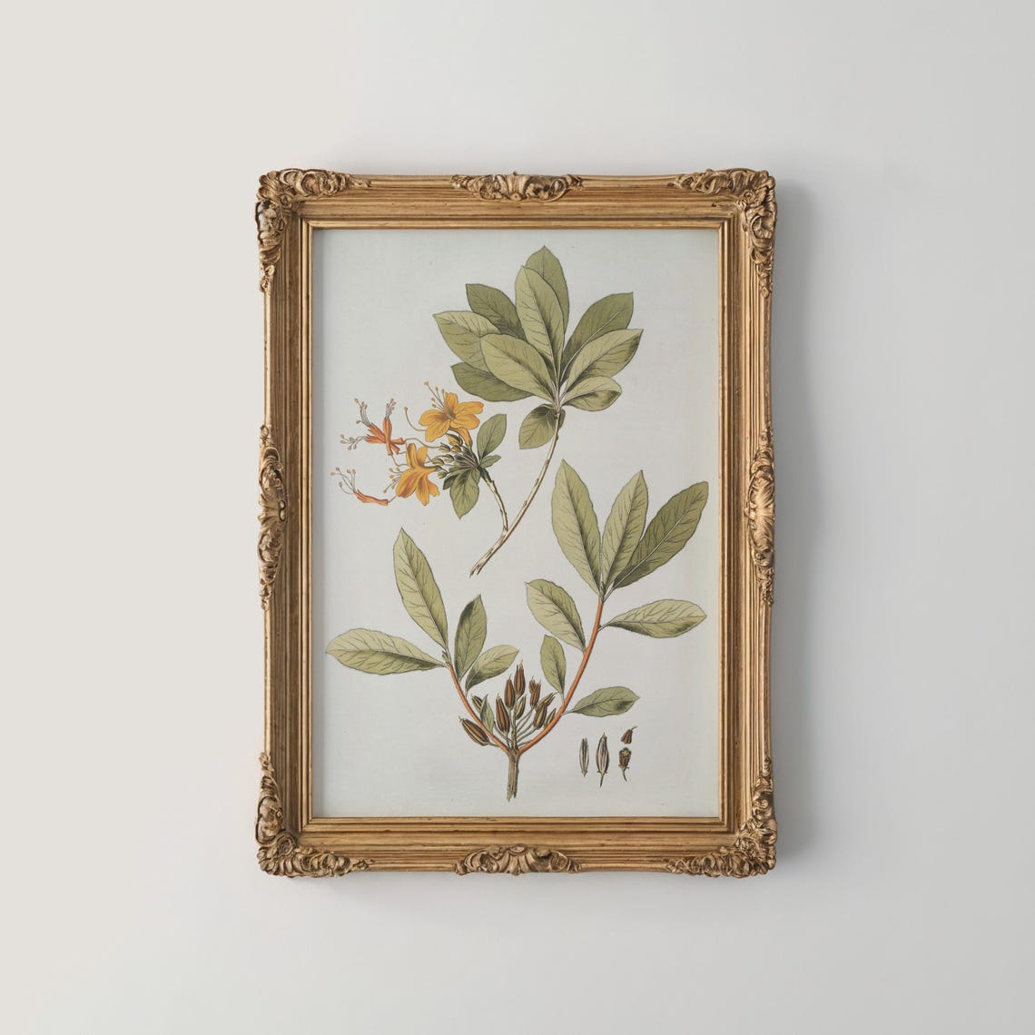 Orange Honeysuckle Botanical Illustration With Seed Pods Print