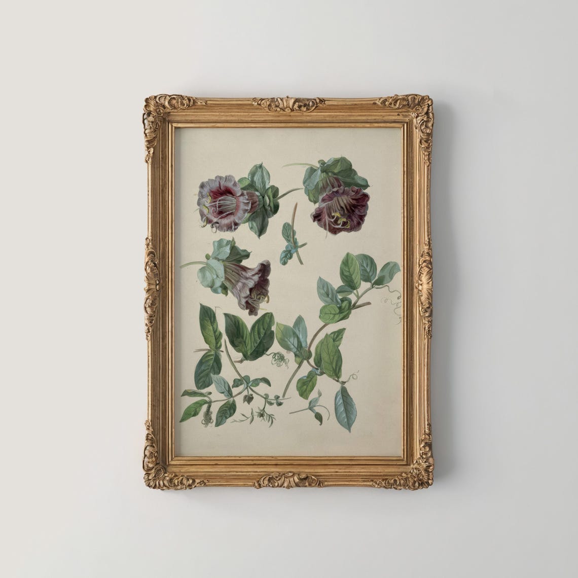 Burgundy Bell Flower Climbing Vine Botanical Study Illustration Poster