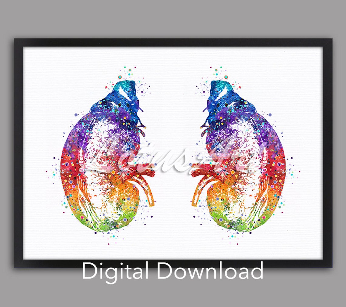 Kidneys and Adrenal Glands Anatomy Colorful Watercolor Art Poster