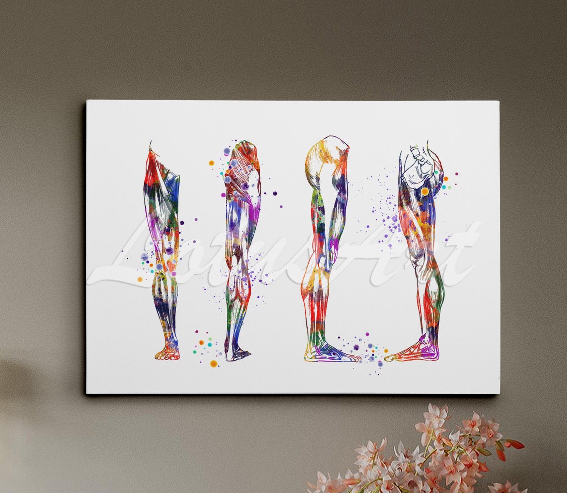 Leg Muscles Anatomy Watercolor Four View Medical Study Poster