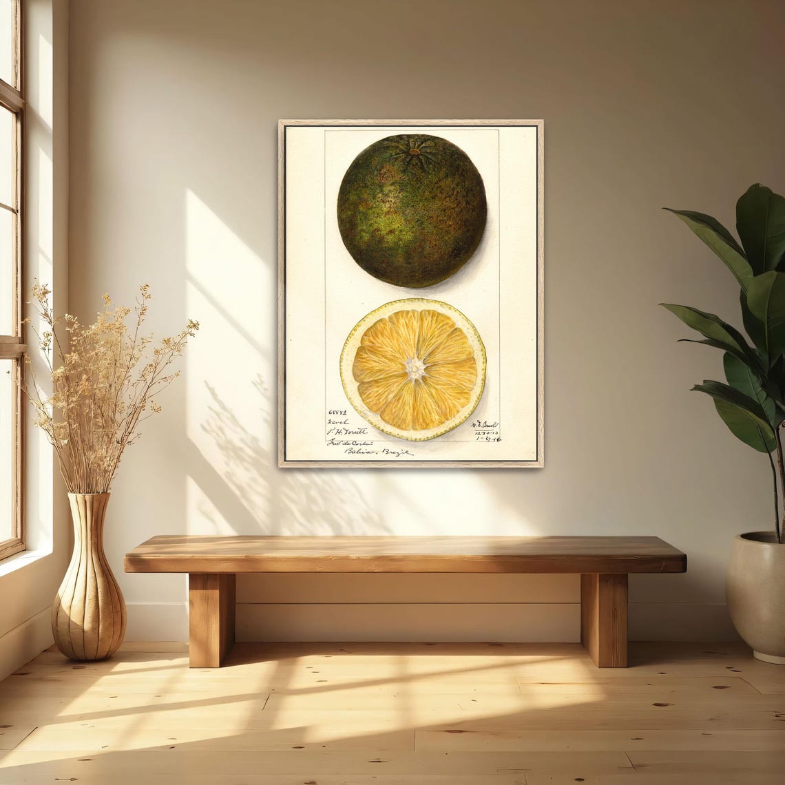 Vintage Pomelo Citrus Botanical Illustration Cross Section Poster - Image 5