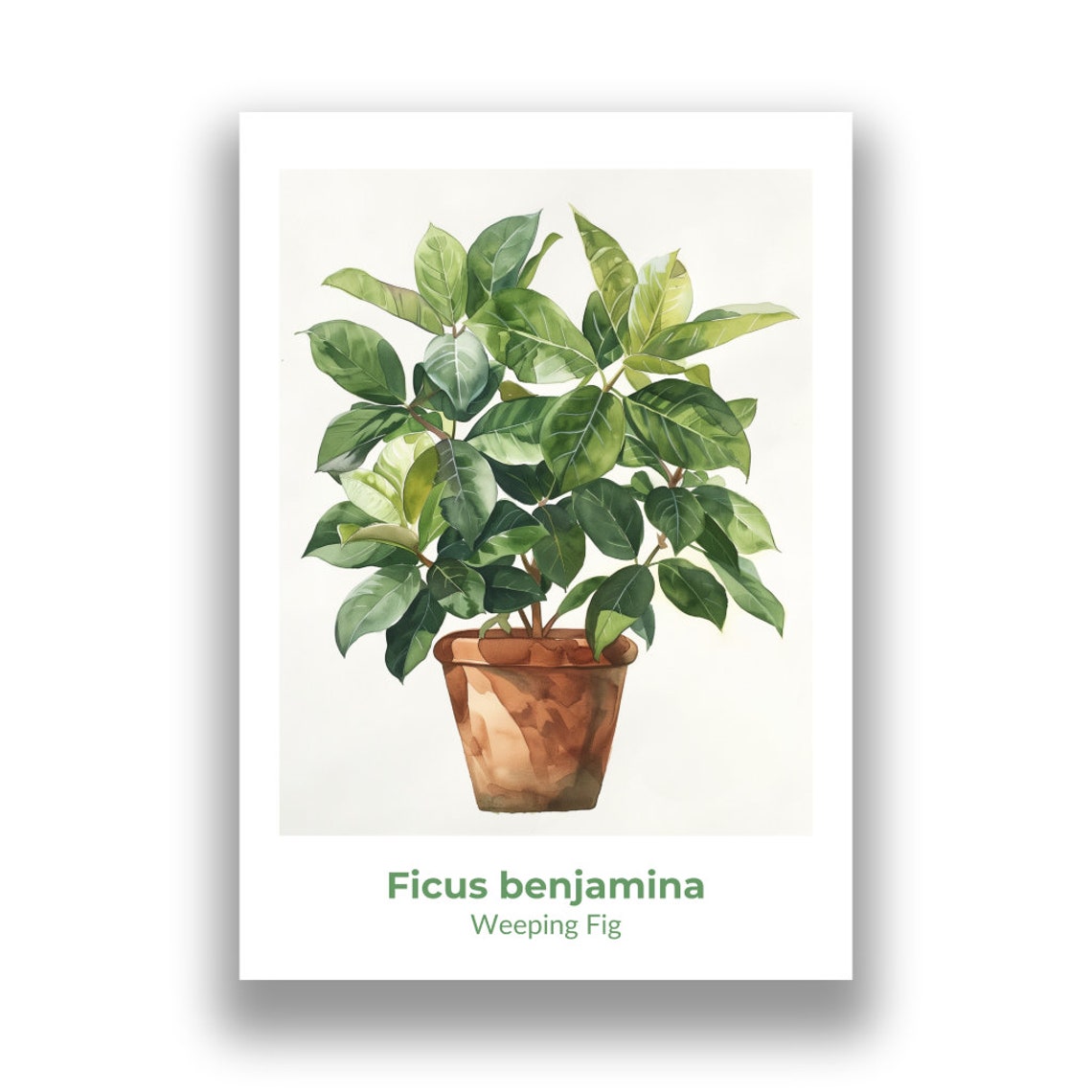 Ficus Benjamina Weeping Fig Potted Watercolor Botanical Art Poster - Image 2