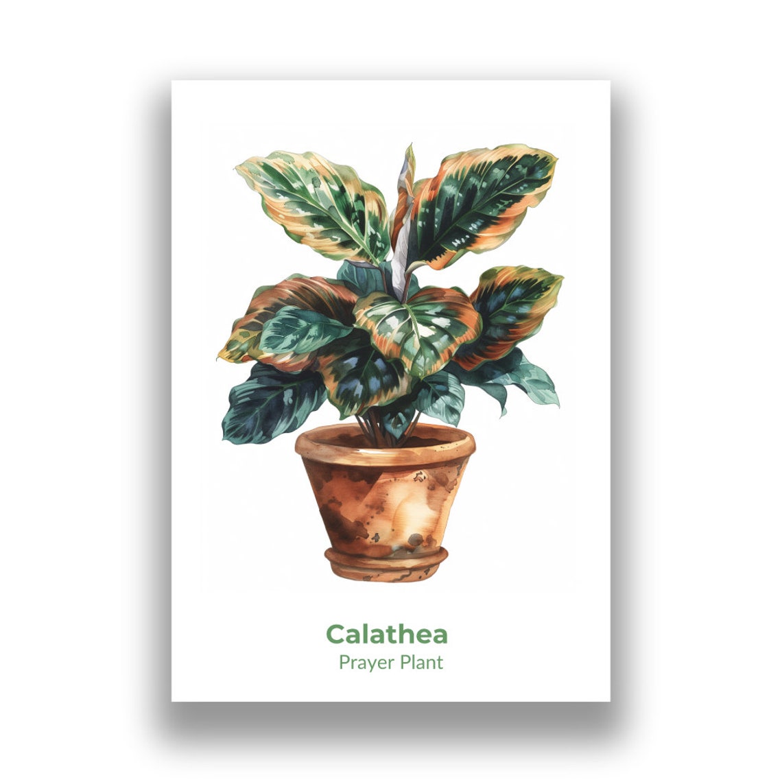 Calathea Prayer Plant Patterned Leaves Watercolor Botanical Poster - Image 2