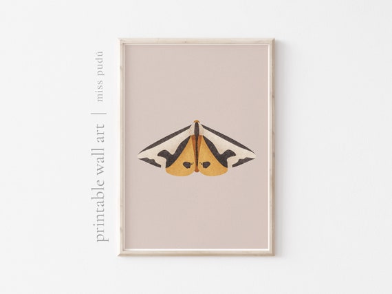 Moth Illustration Digital Download Nocturnal Insect Illustration Posters Modern Wildlife Garden Decor Nature Wall Art