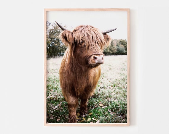 Highland Cow Print Poster, Rustic Farm Animal Art