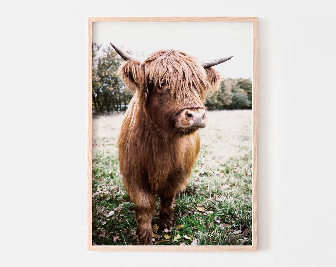 Highland Cow Print Poster, Rustic Farm Animal Art