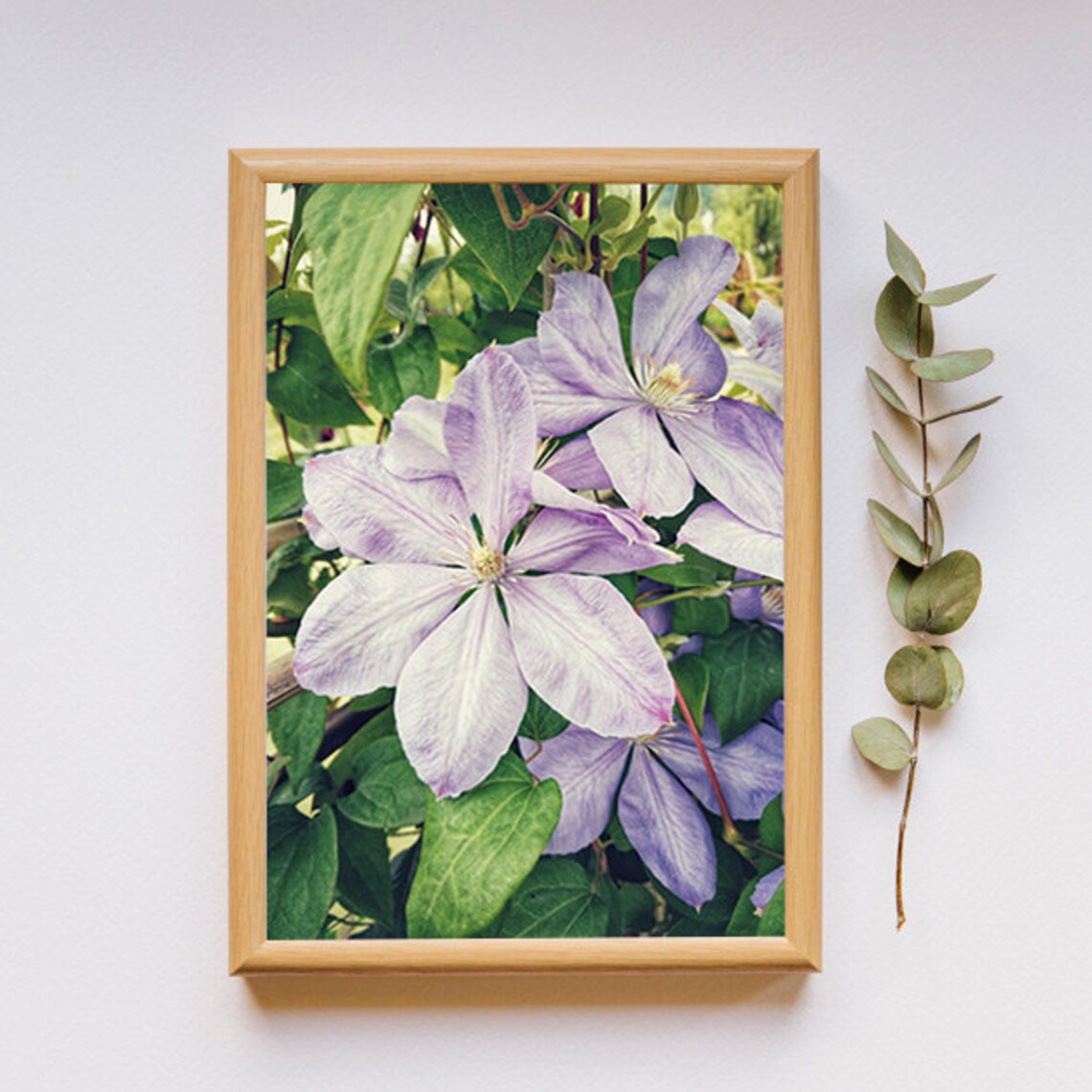 Purple Clematis Flowers Garden Bloom Botanical Photo Art Poster