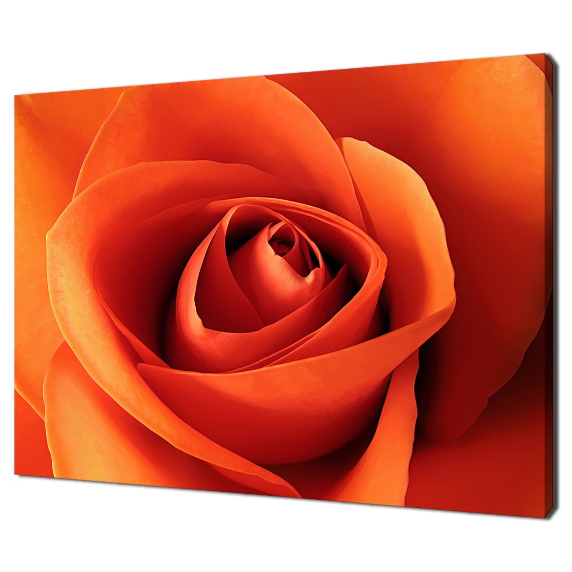 Vibrant Orange Rose Macro Bloom Petal Close Up Floral Photo Poster