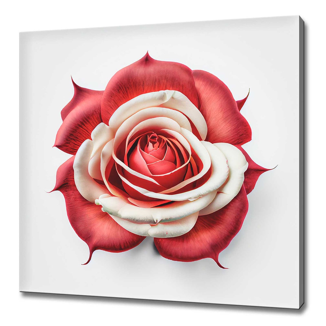 Red White Bicolor Rose Bloom Macro Photography Elegant Floral Wall Art