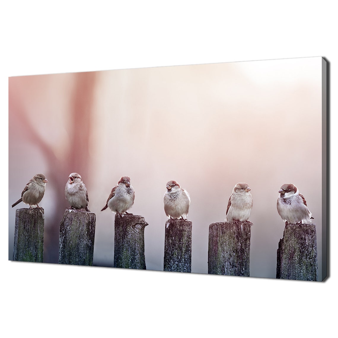 Six Sparrows Perched on a Fence Row Cute Bird Photography Print