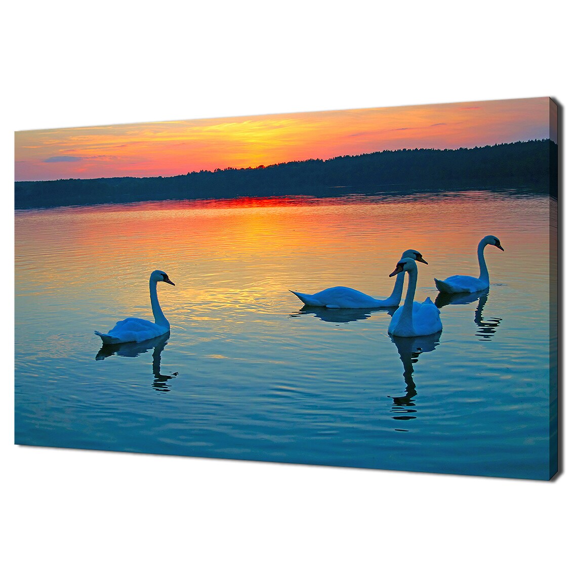 White Swans Family Lake Sunset Orange Sky Elegant Bird Poster
