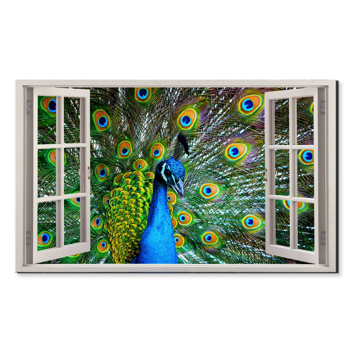 Peacock Bird Colorful Spread Feathers Window View Nature Art Poster