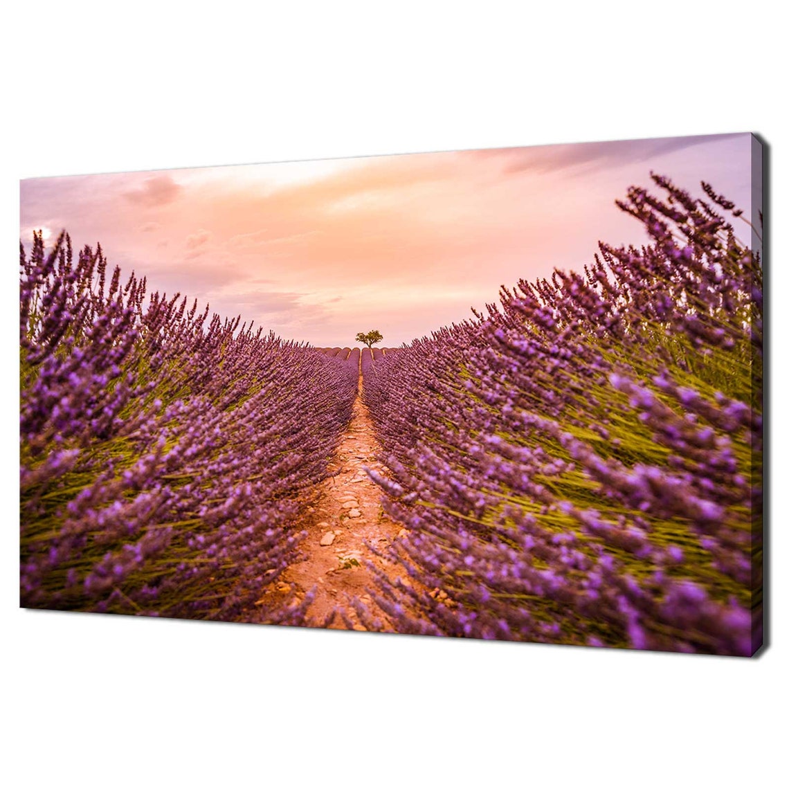 Lavender Fields Sunset Purple Rows Country Path Provence Nature Poster