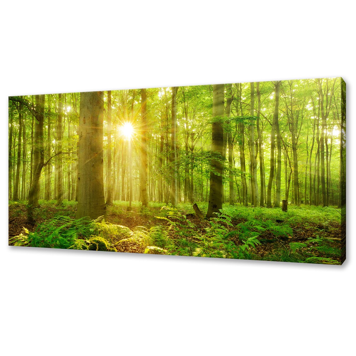 Sunrays Shining Through the Green Forest, Modern Design