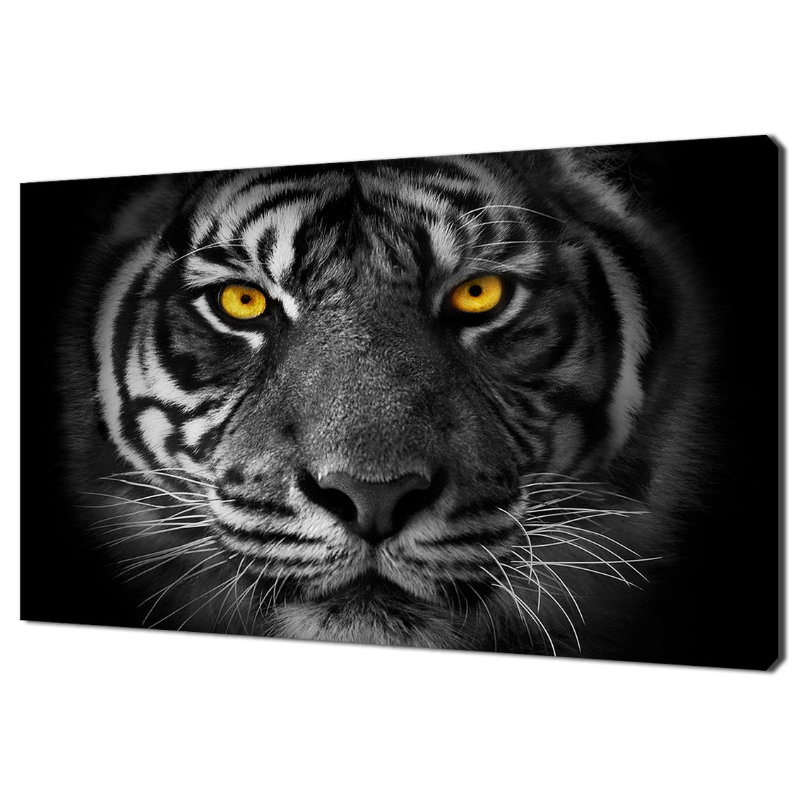 Tiger Golden Eyes Black And White Close Up Wild Cat Photo Poster