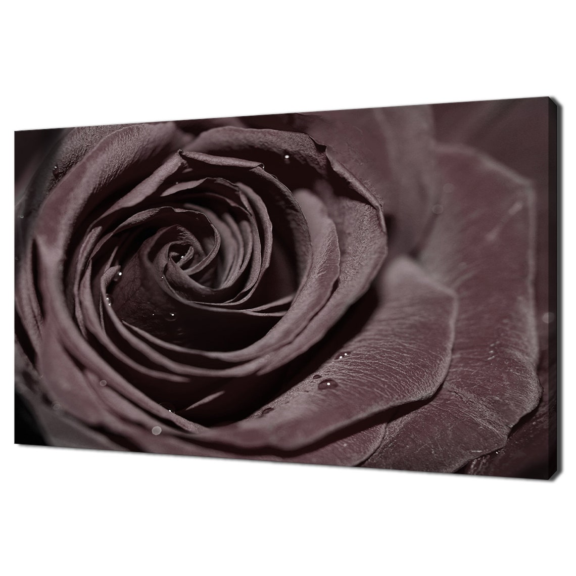 Dark Red Rose Flower Macro Water Drops Romantic Floral Wall Poster