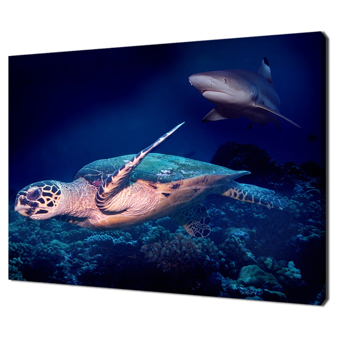 Hawksbill Sea Turtle And Reef Shark Over Coral Reef Underwater Poster
